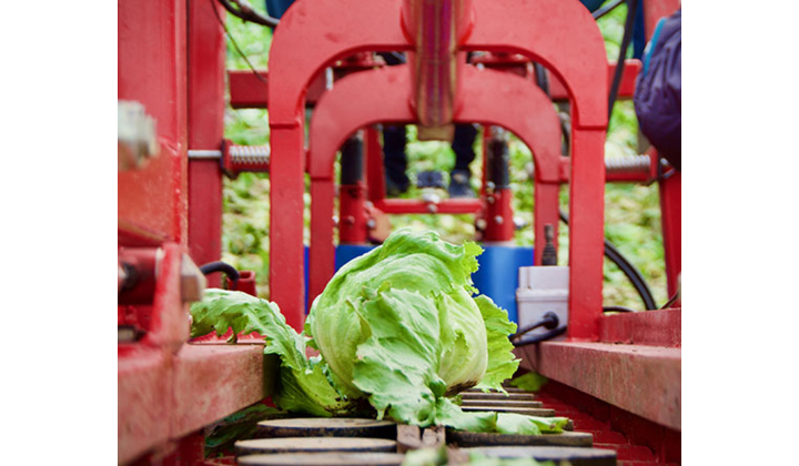 Un robot de récolte équipé d'une caméra IDS automatise la récolte des salades