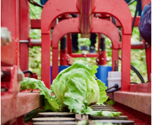 Un robot de récolte équipé d'une caméra IDS automatise la récolte des salades